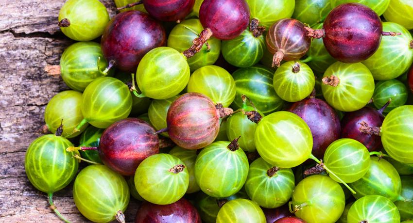 Gooseberry Jam 